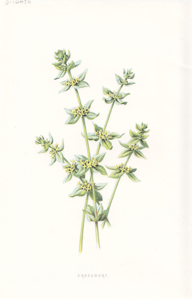 FLOWERS. Cross-Wort c1895 old antique vintage print picture